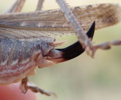 Platycleis falx laticauda