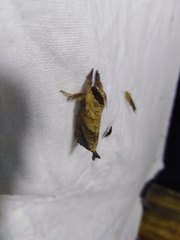 Clostera anastomosis