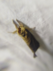 Clostera anastomosis