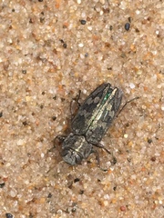 Chrysobothris femorata