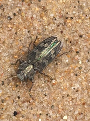 Chrysobothris femorata