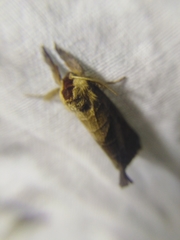 Clostera anastomosis