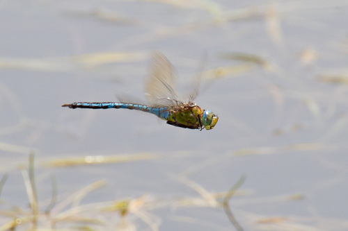 Imperatoriškasis Laumžirgis nuotrauka