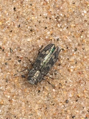 Chrysobothris femorata