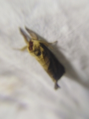 Clostera anastomosis