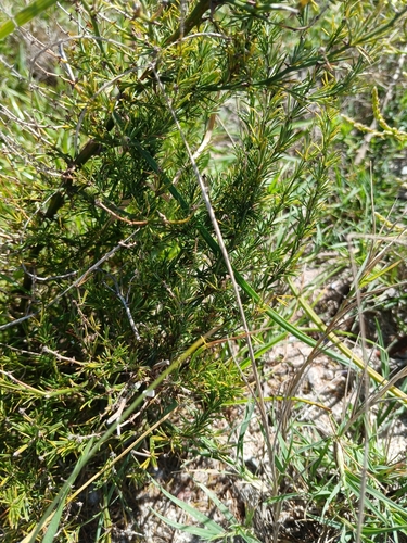 Image of Asparagus africanus by no rights reserved
