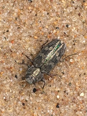 Chrysobothris femorata