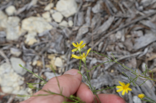 Image of Amphiachyris amoena by (c) Reid Hardin, some rights reserved (CC BY)