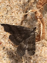 Phalaenostola larentioides