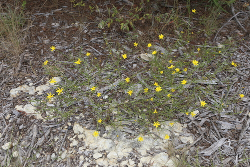 Texas broomweed (Amphiachyris amoena)