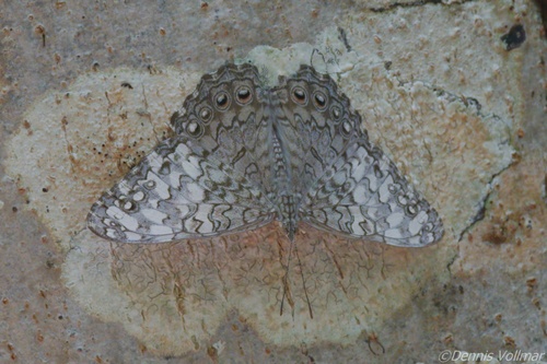 Gray Cracker photo 5
