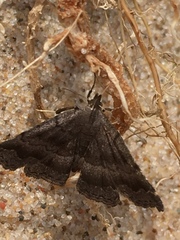 Phalaenostola larentioides