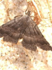 Phalaenostola larentioides