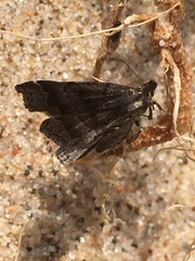 Phalaenostola larentioides