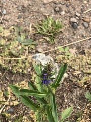 Veronica spicata