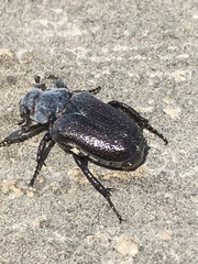 Osmoderma eremicola