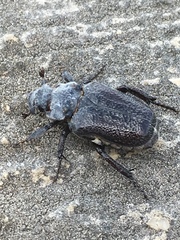 Osmoderma eremicola