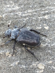Osmoderma eremicola