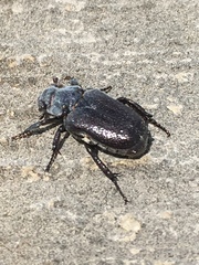 Osmoderma eremicola