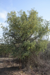 Prosopis cineraria