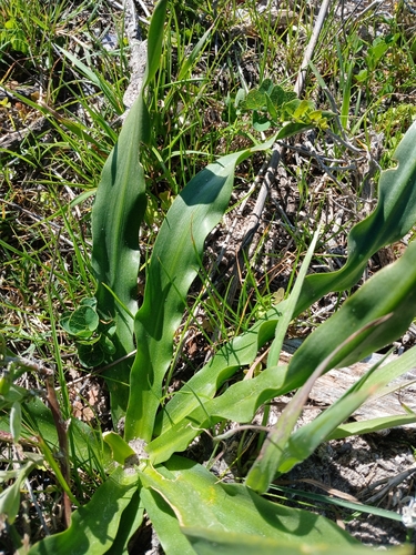 Image of Satin Squill by no rights reserved