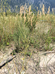 Calamagrostis pseudophragmites