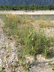 Calamagrostis pseudophragmites