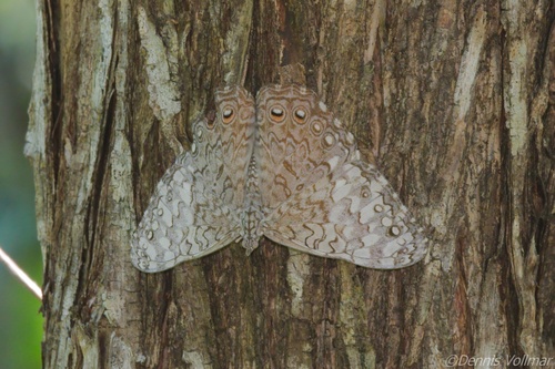 Gray Cracker photo 4