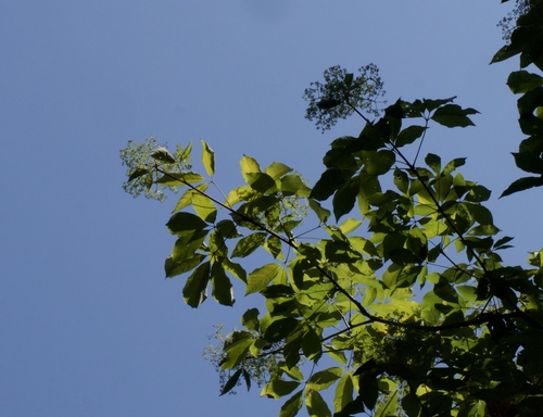 Chengiopanax sciadophylloides, photograph 5