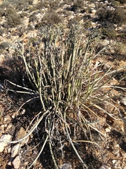 Euphorbia dregeana