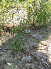 Centaurea dichroantha
