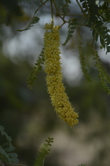 Prosopis cineraria