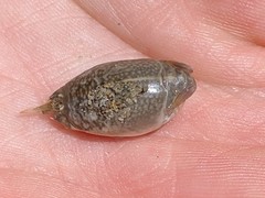 Emerita analoga