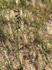 Juncus acutiflorus