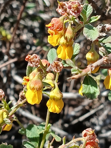 Image of Hermannia multiflora by no rights reserved