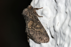 Gluphisia crenata