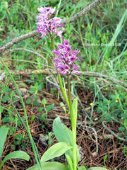 Orchis simia