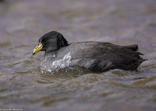 Horned Coot (Fulica cornuta), photo 4