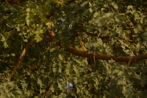 Prosopis cineraria