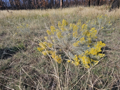 Ericameria nauseosa