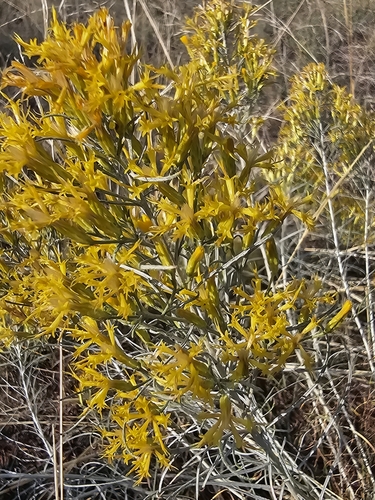 Ericameria nauseosa