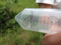 Chloealtis conspersa