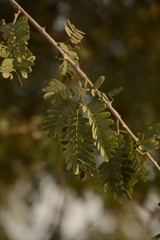 Prosopis cineraria