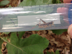 Melanoplus fasciatus