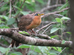 Morococcyx erythropygus