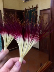 Pachira aquatica