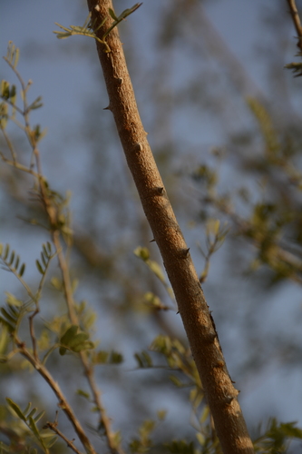 Image of Prosopis cineraria by (c) Siddarth Machado, some rights reserved (CC BY)