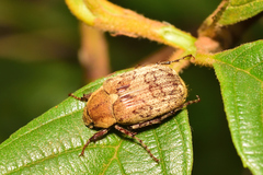 Isonychus arizonensis