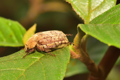 Isonychus arizonensis