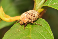 Isonychus arizonensis